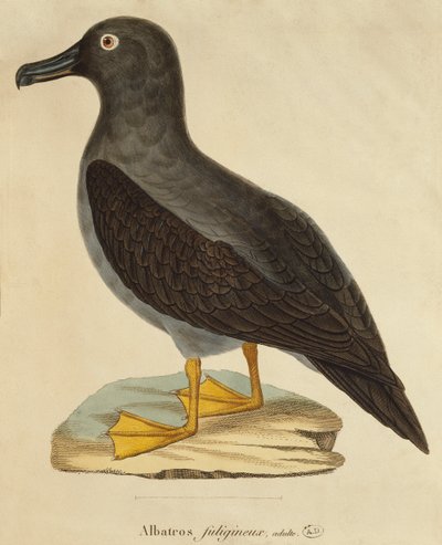 Sooty Albatross by Paul Louis Oudart